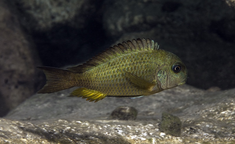 Tropheus sp. 'crescentic' Kangwena